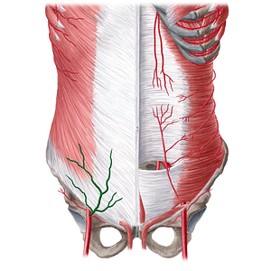 Superficial epigastric artery (#21564)