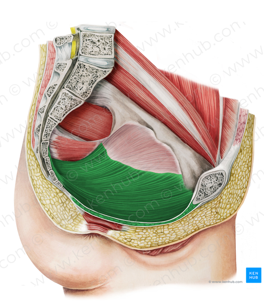 Levator ani muscle (#5531)