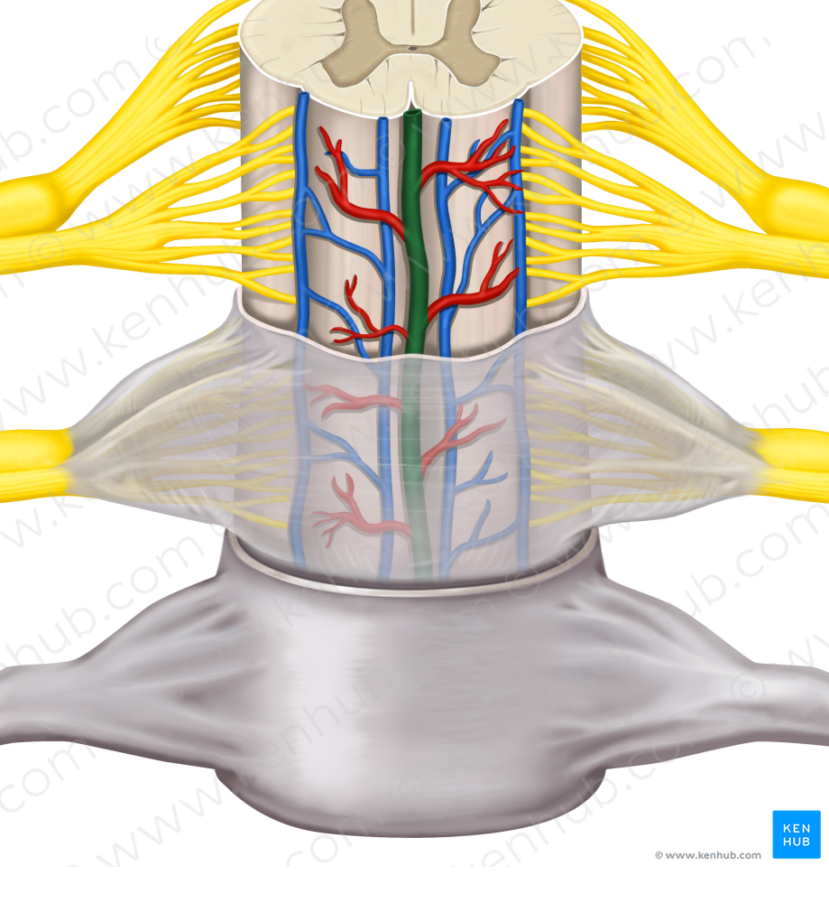 Anterior spinal artery (#1777)