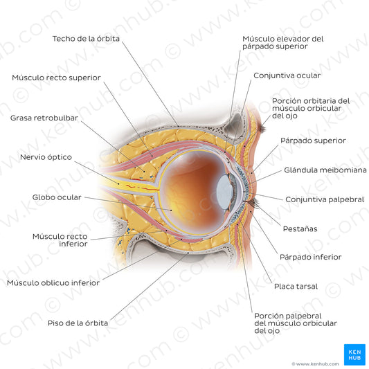 Eye in situ: sagittal section (Spanish)