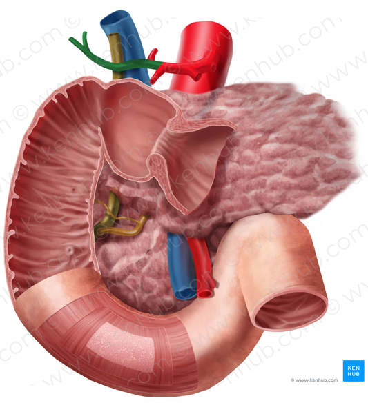 Proper hepatic artery (#1345)