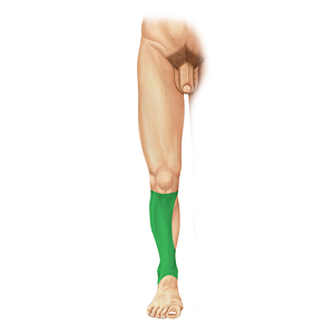 Anterior region of leg (#25)