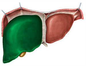 Right lobe of liver (#4792)
