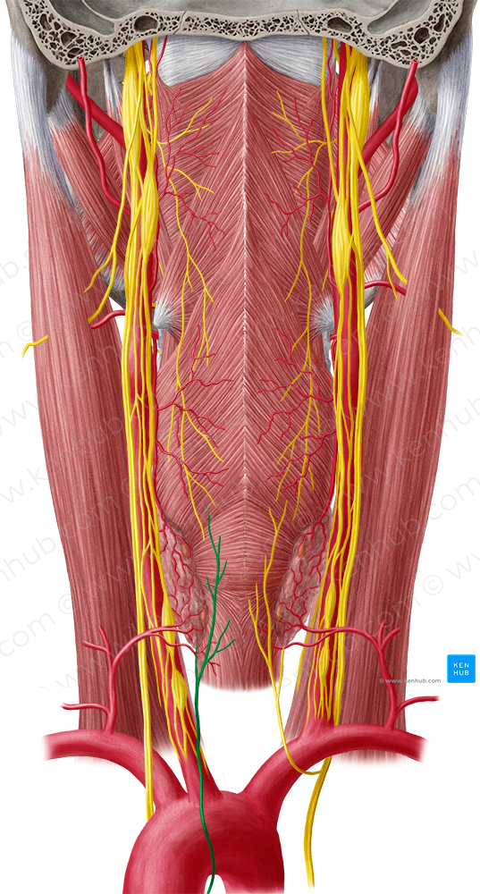 Left recurrent laryngeal nerve (#6524)