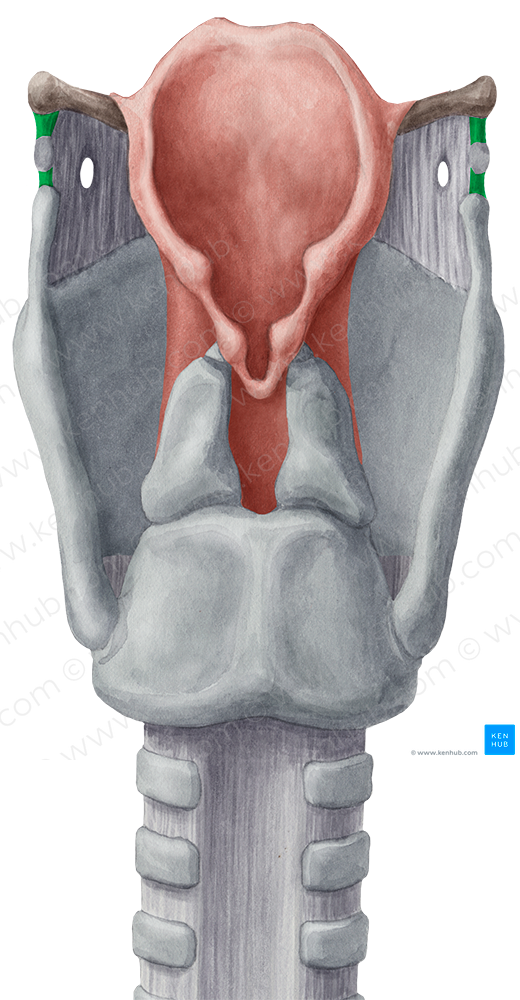 Lateral thyrohyoid ligament (#4647)