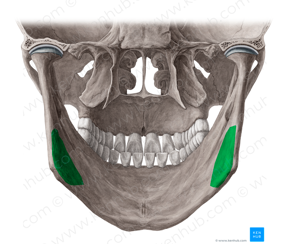Pterygoid tuberosity of mandible (#9786)