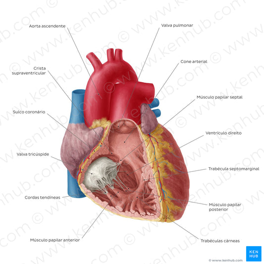 Heart: Right ventricle (Portuguese)