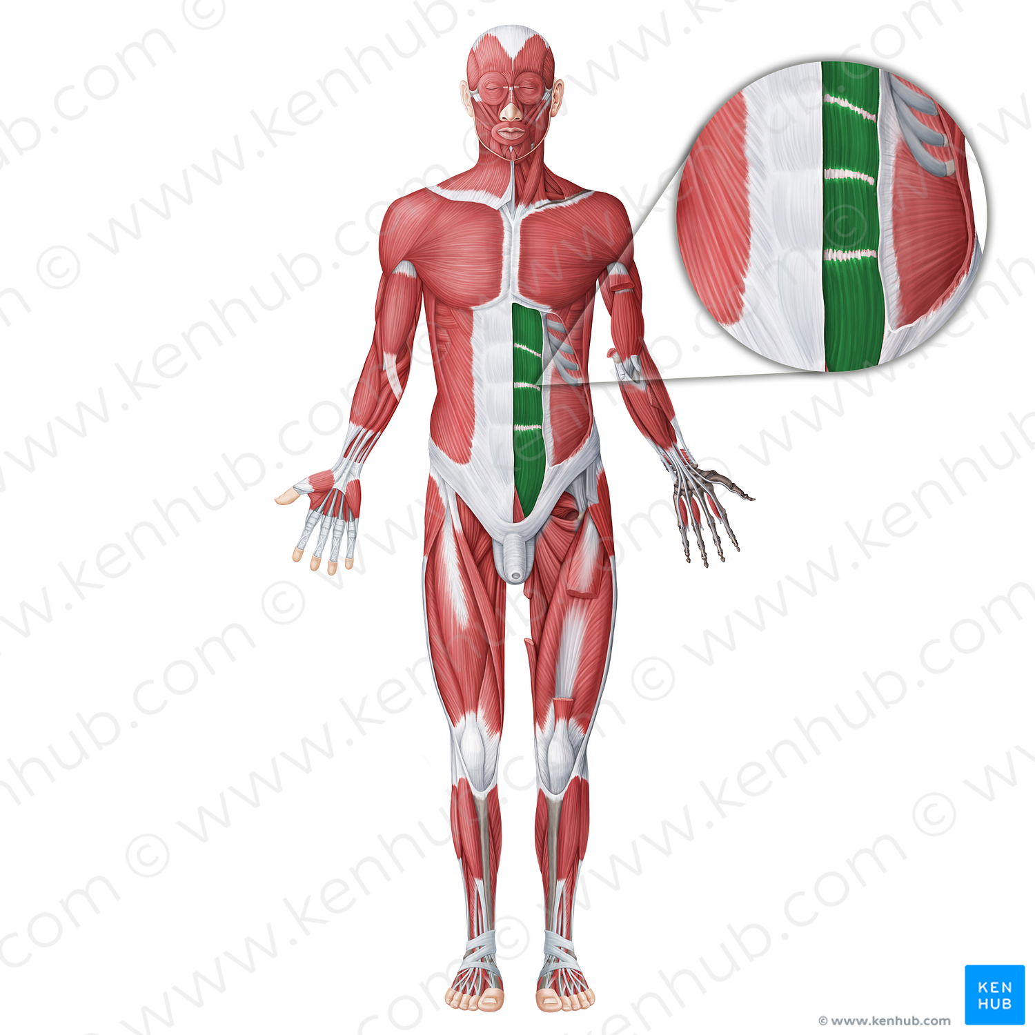 Rectus abdominis muscle (#18730)