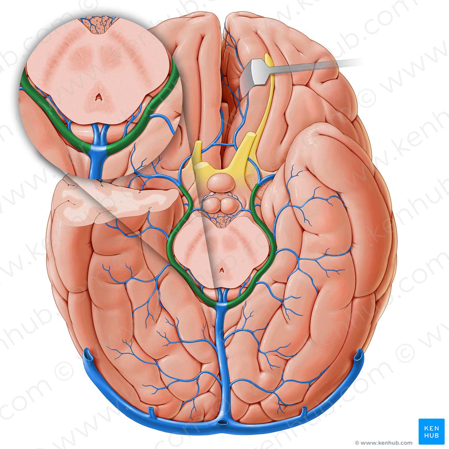 Basal vein (#18225)