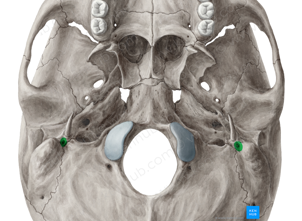 Stylomastoid foramen (#3808)