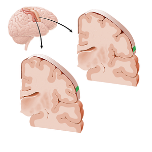 Sensory and motor cortex of tongue (#21228)