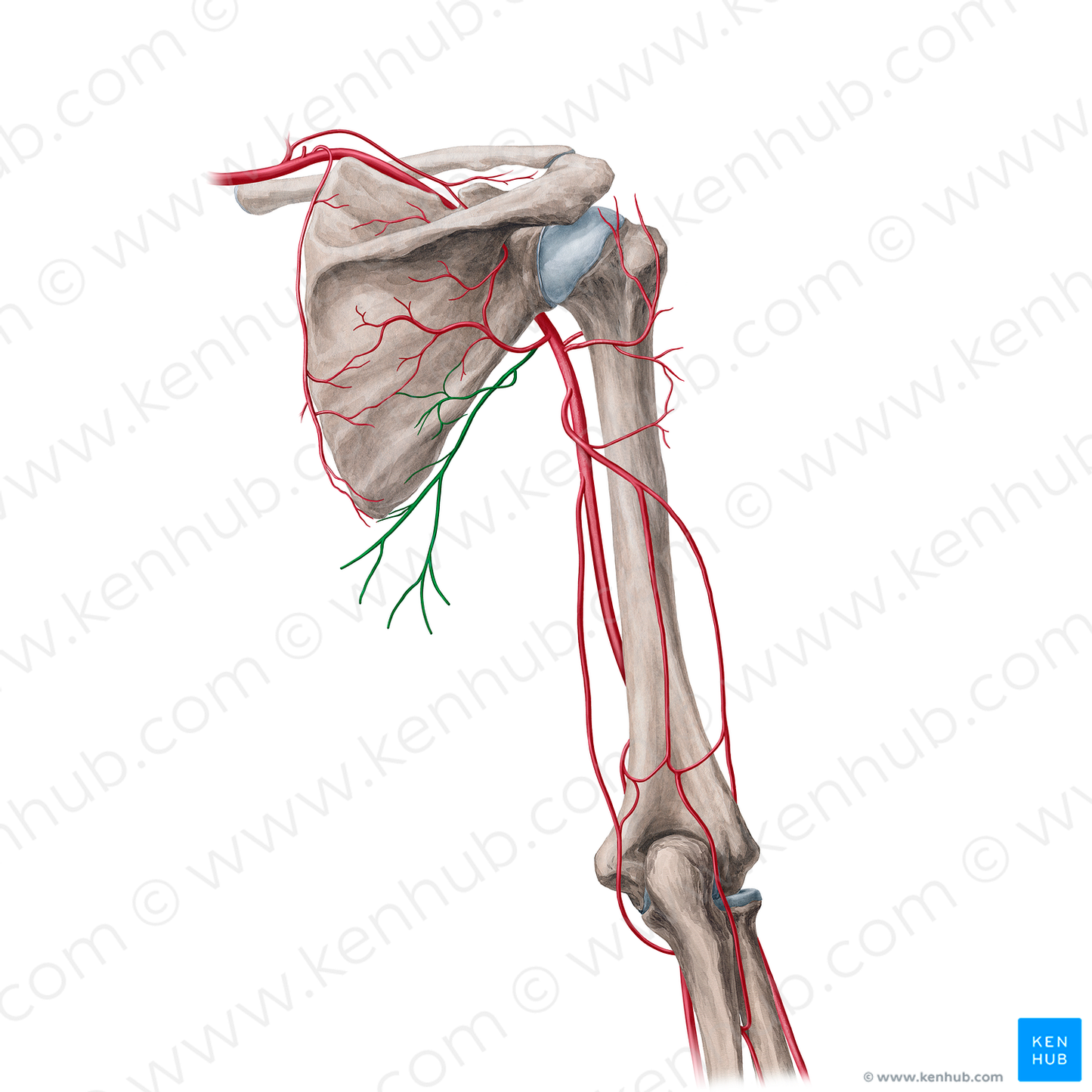 Thoracodorsal artery (#21706)