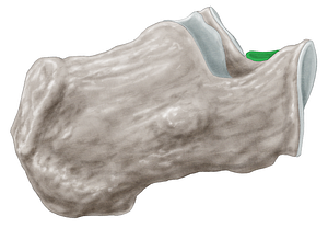 Anterior talar articular surface of calcaneus (#3472)