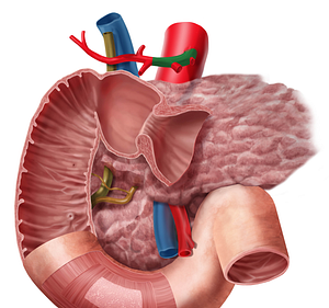 Common hepatic artery (#1341)