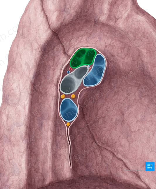 Left pulmonary artery (#1695)