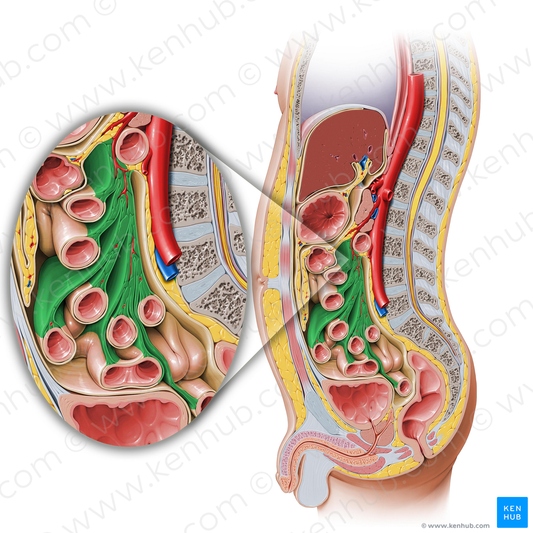 Mesentery (#5075)