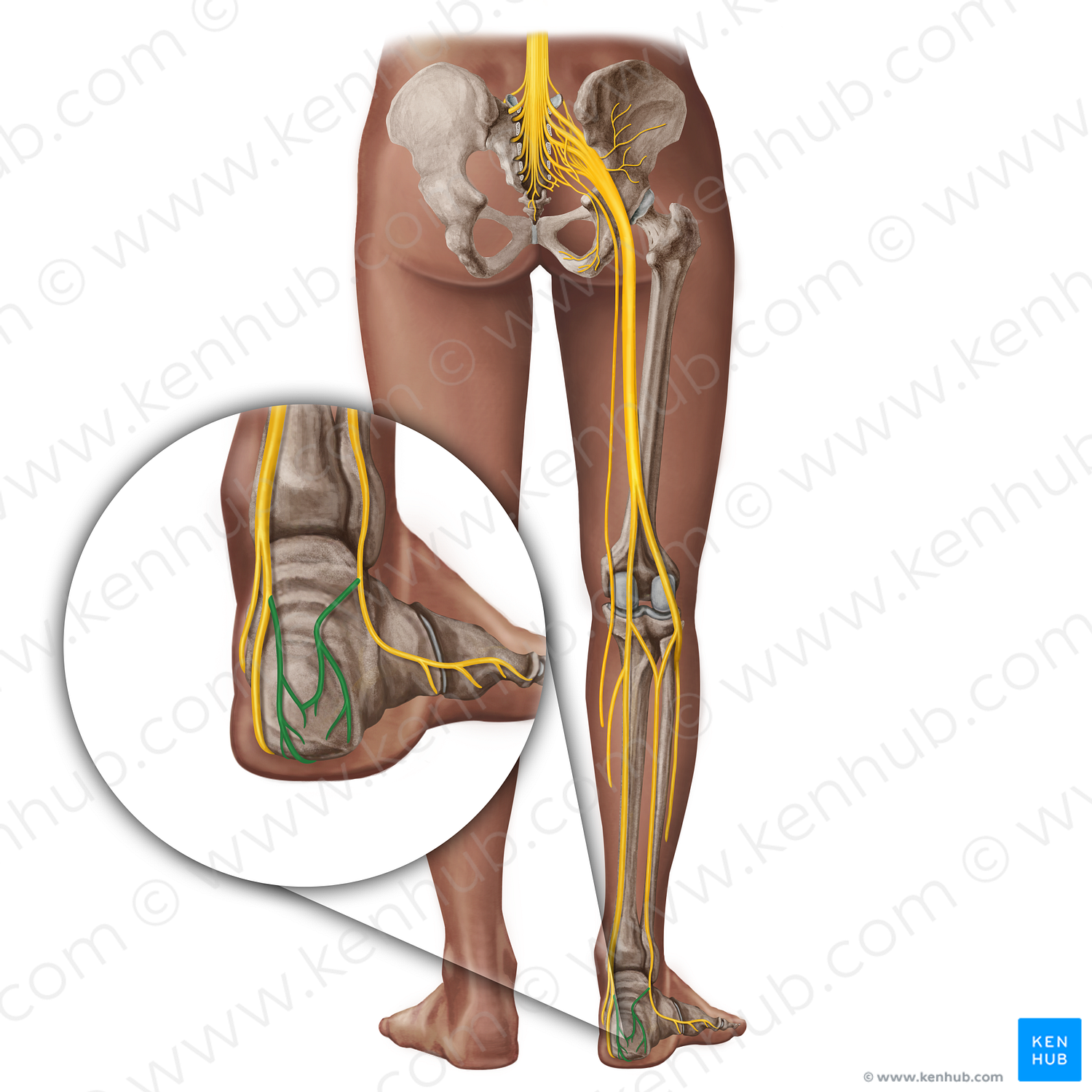 Calcaneal nerves (#19365)