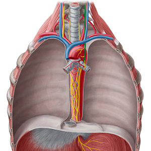 Left vagus nerve (#6890)