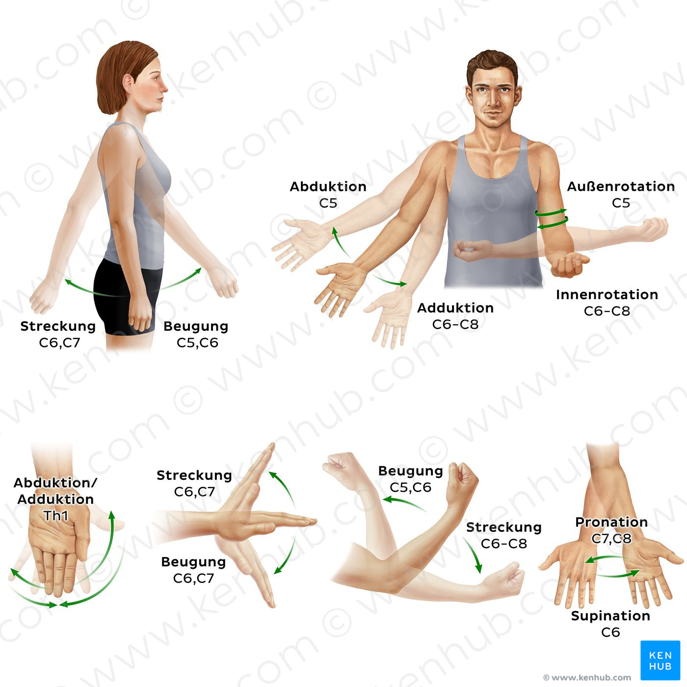 Myotomes of the upper limb (German)