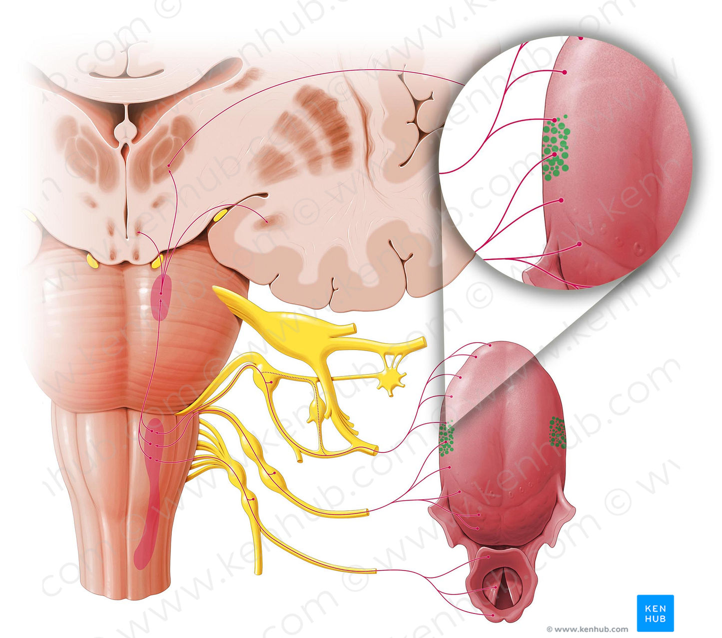 Foliate papillae (#7628)