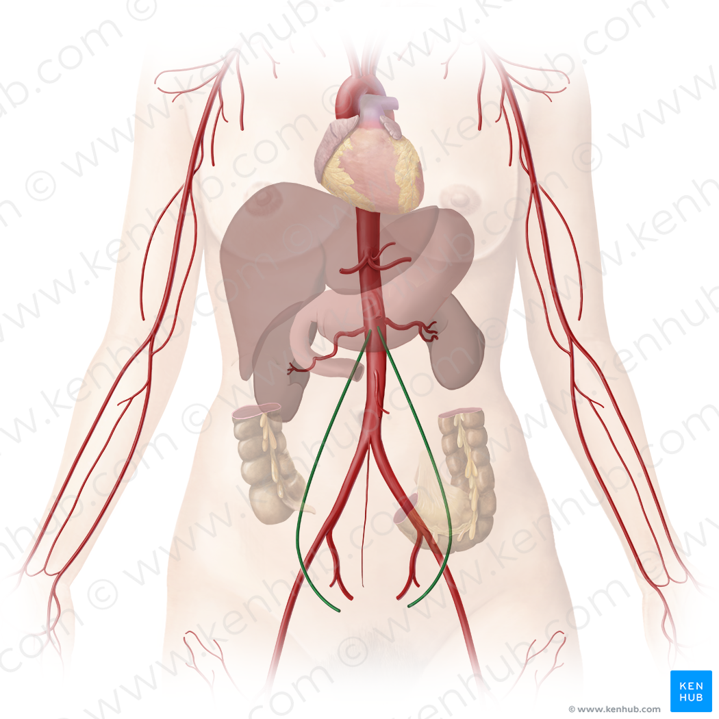Ovarian artery (#1574)