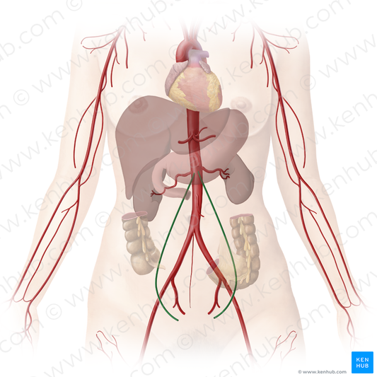 Ovarian artery (#1574)