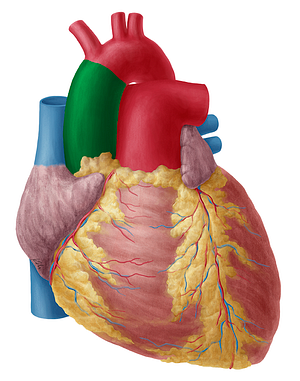 Ascending aorta (#713)