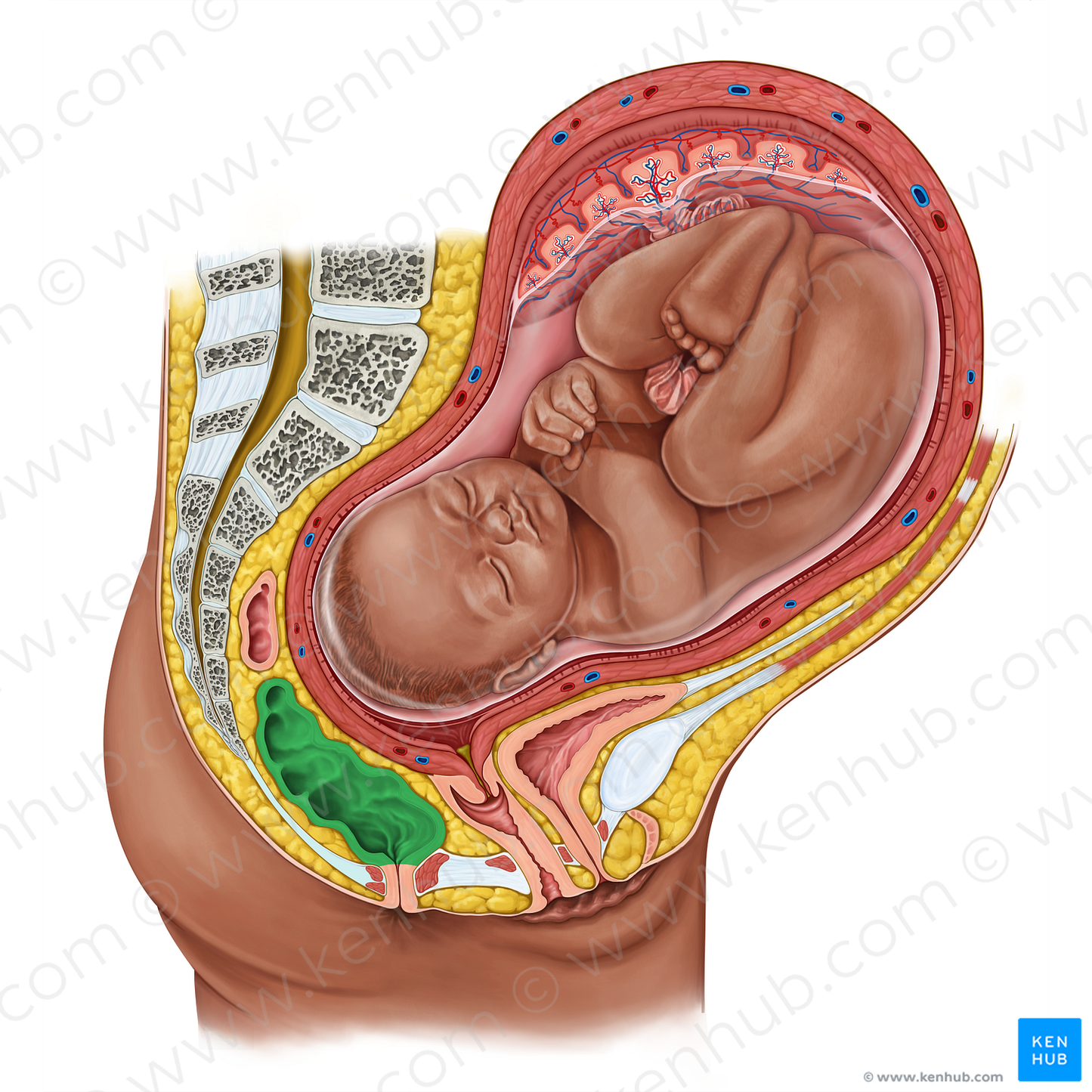 Rectum (#19187)