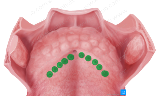 Vallate papillae (#7638)