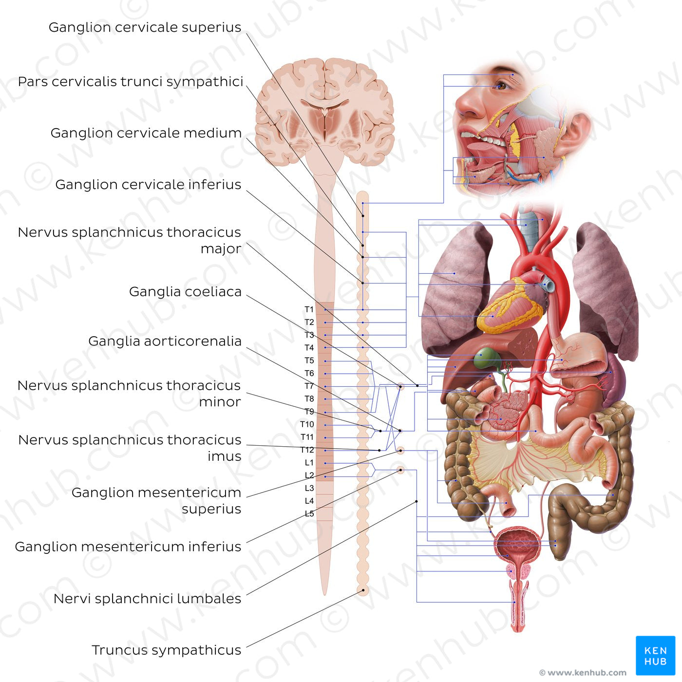 Autonomic nervous system - sympathetic nervous system (Latin)