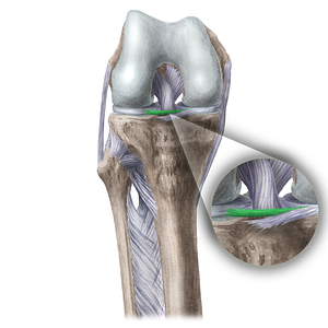 Transverse ligament of knee (#4659)