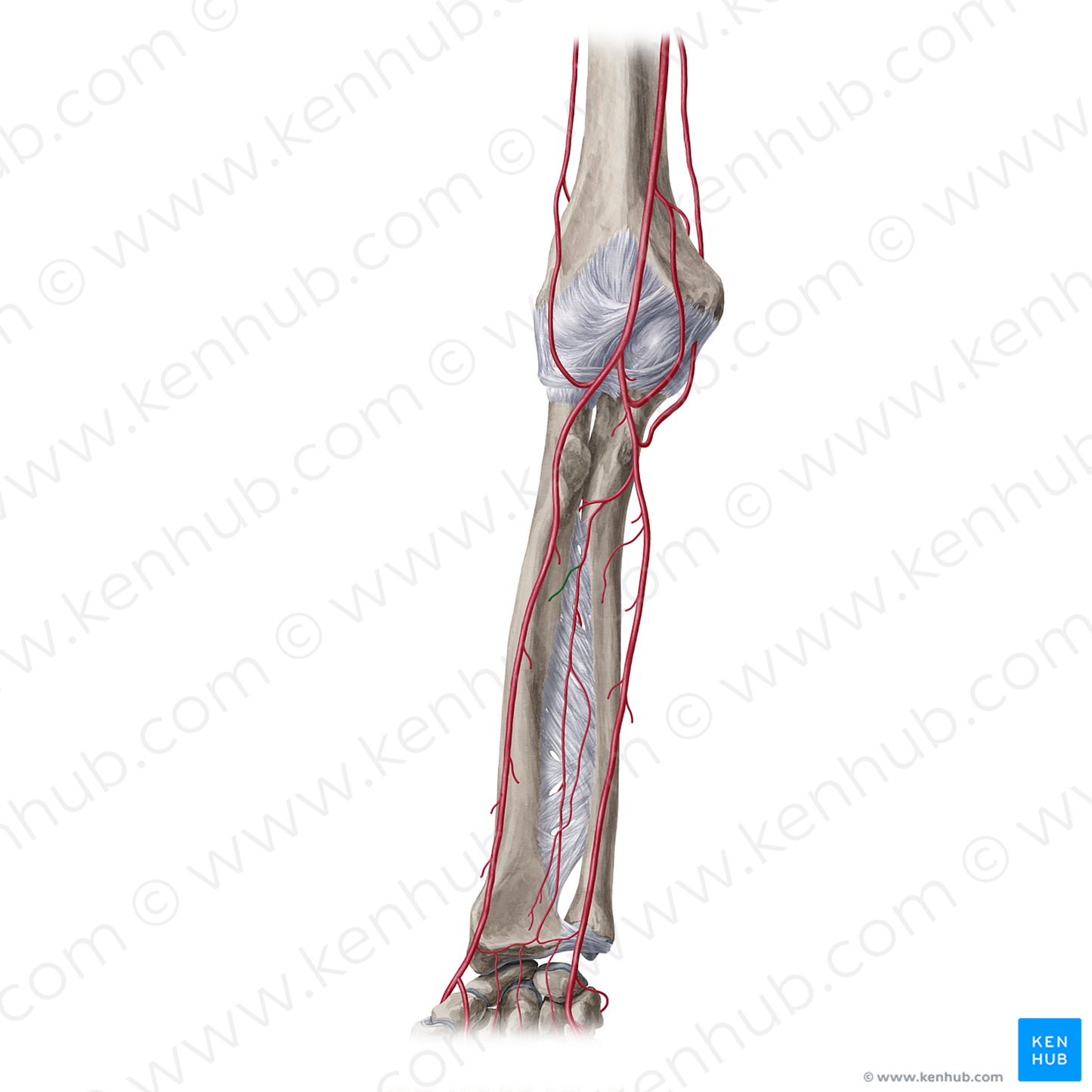 Nutrient artery of radius (#20423)