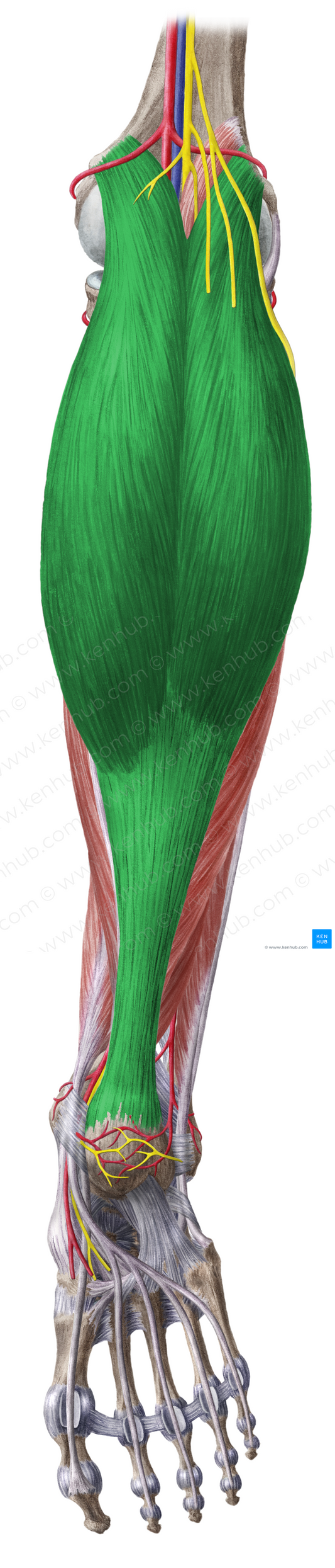 Gastrocnemius muscle (#5396)