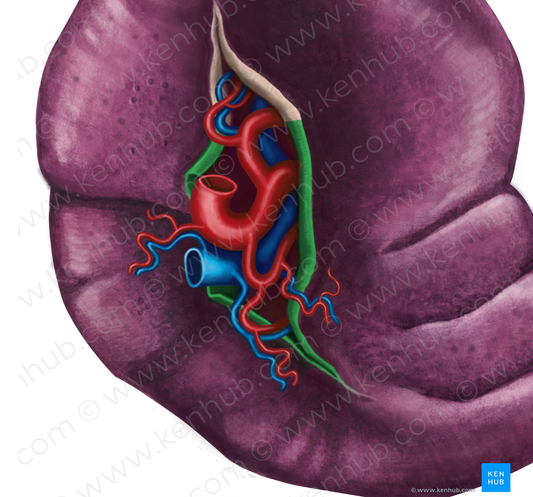 Splenorenal ligament (#4620)