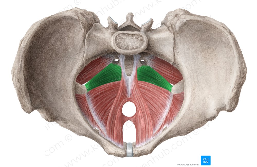 Coccygeus muscle (#5255)