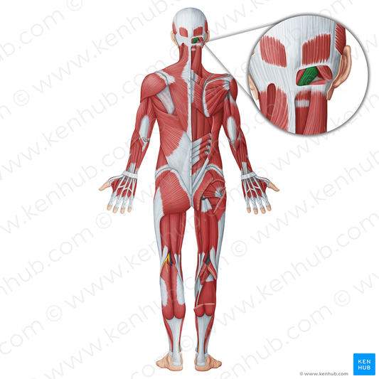 Rectus capitis posterior major muscle (#18731)