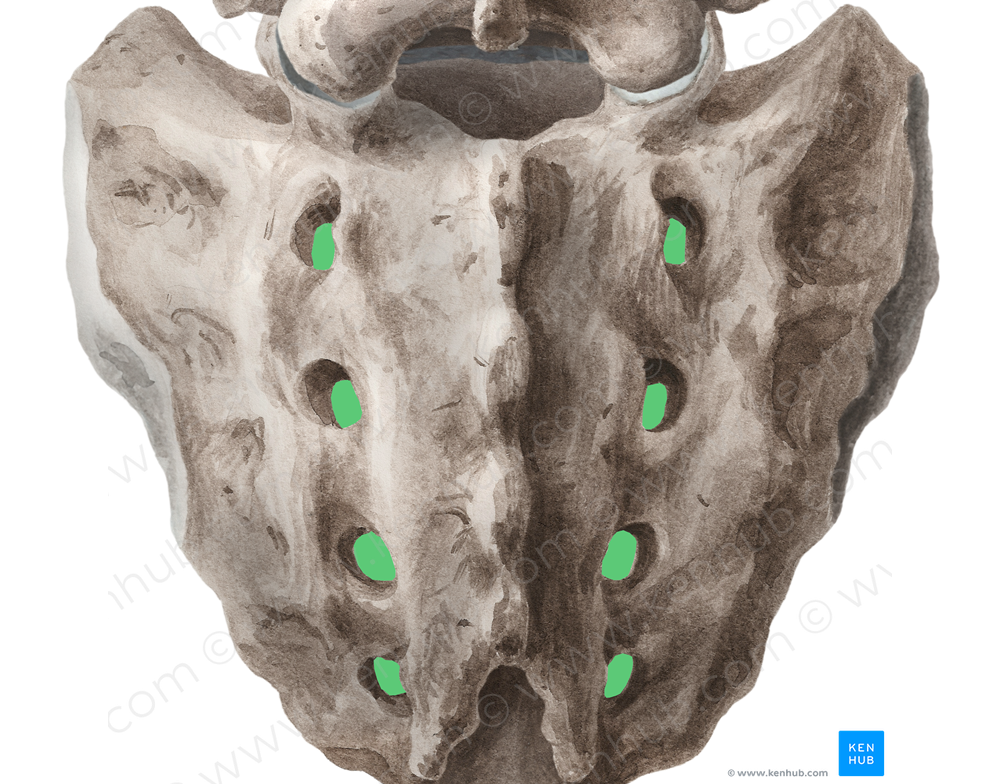 Posterior sacral foramina (#18432)