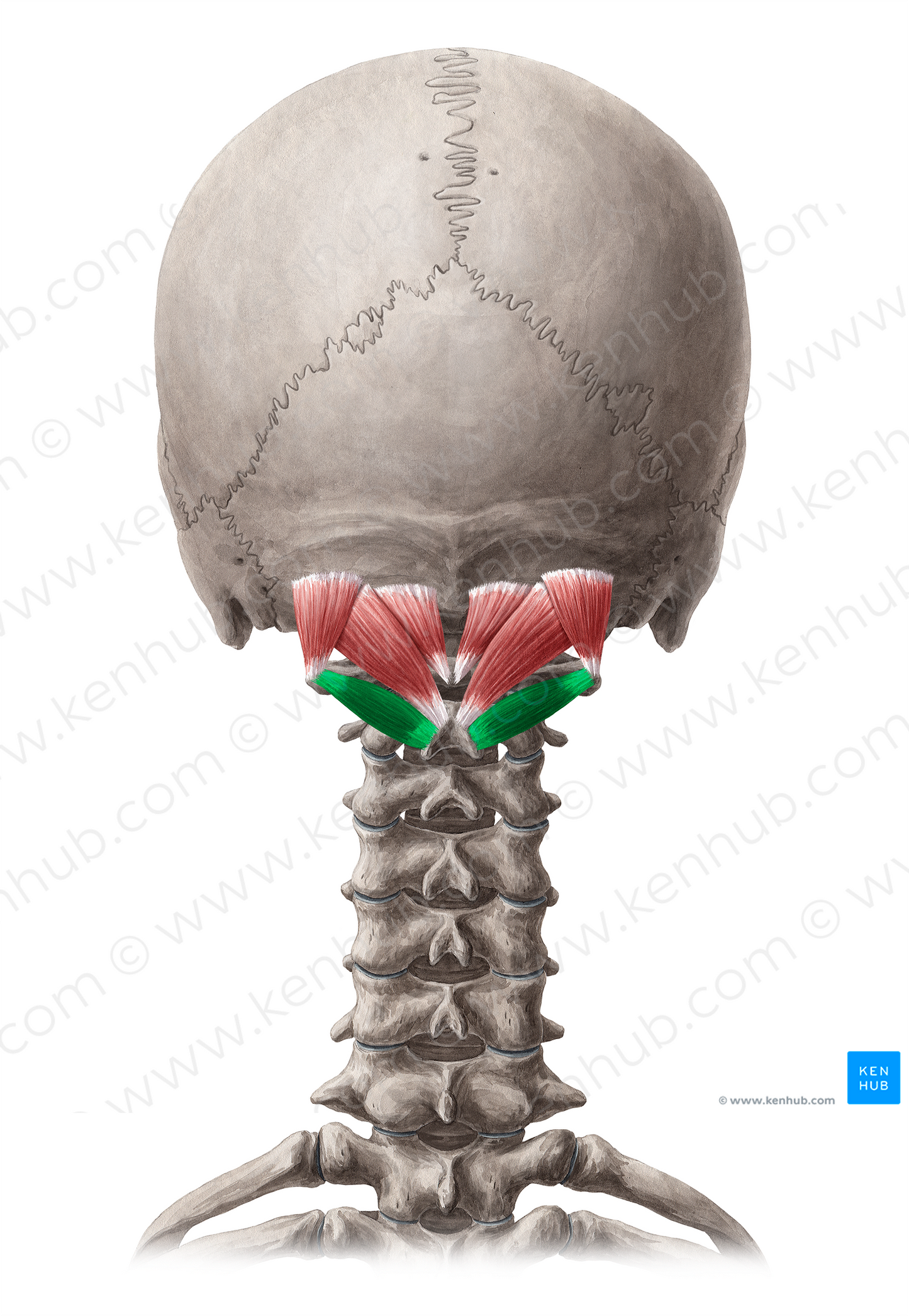Obliquus capitis inferior muscle (#5631)
