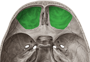 Superior surface of orbital plate of frontal bone (#3549)