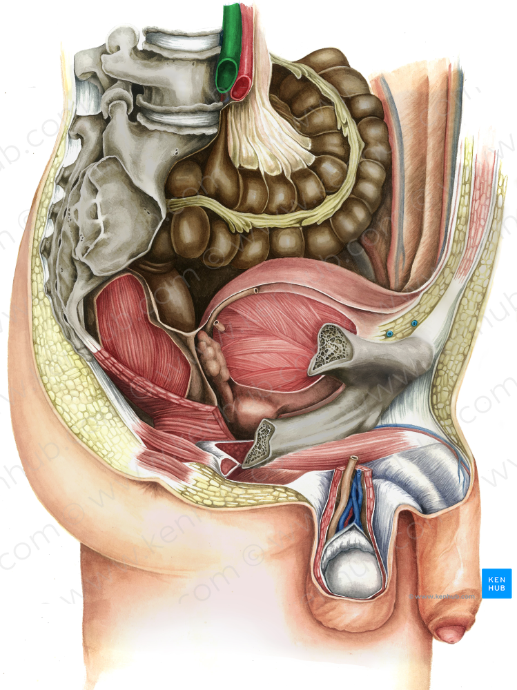 Right common iliac vein (#10288)