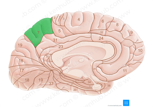 Brodmann area 7 (#18014)