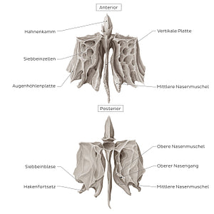 Ethmoid bone (anterior and posterior views) (German)