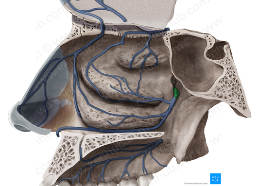 Sphenopalatine vein (#10577)