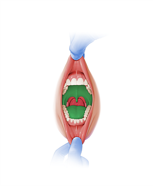 Oral cavity proper (#2536)