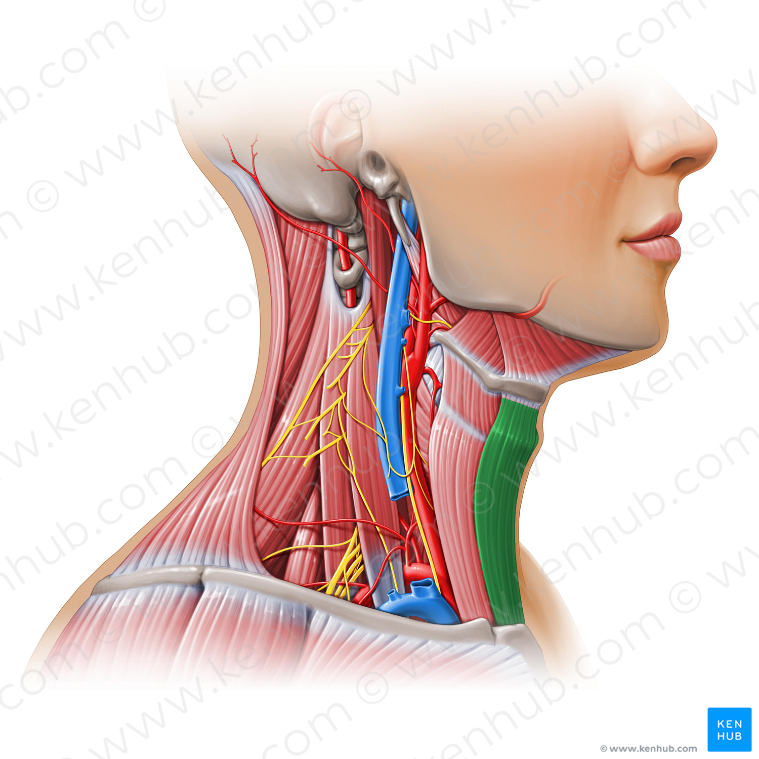 Sternohyoid muscle (#11151)