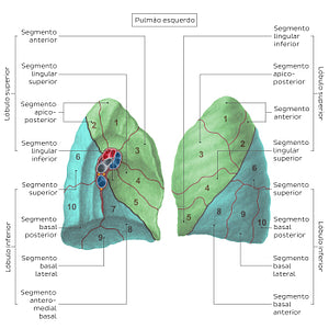 Bronchopulmonary segments (Left lung) (Spanish)