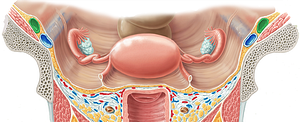 External iliac artery (#1395)