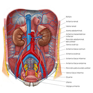 Ureters in situ (Spanish)