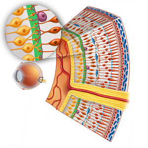 Inner plexiform layer (#16885)