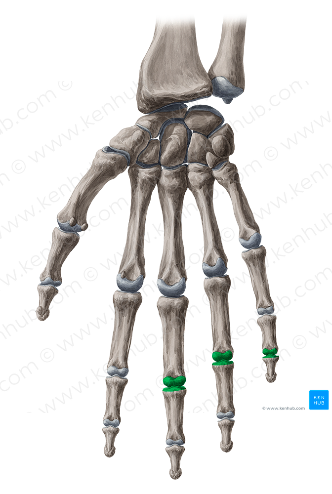 Proximal interphalangeal joints of 3rd-5th fingers (#2054)